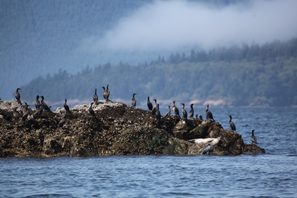 Refuge Island with Seals and Cormorants
