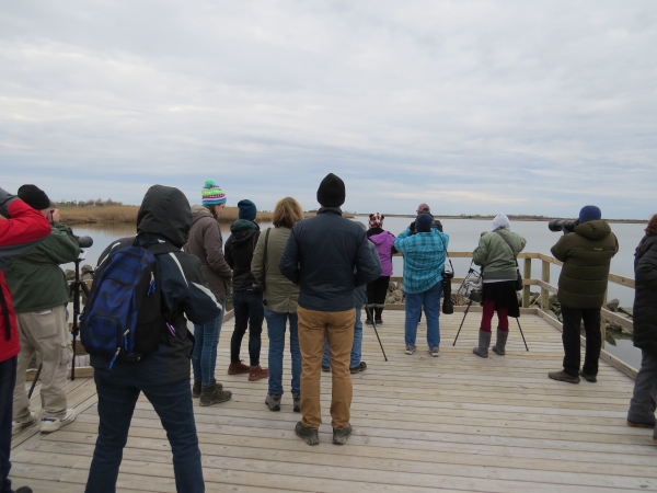 Group of people standing on a platform over the water. All are facing away from the camera. Most are using binoculars or a spotting scope to see something in the distance.