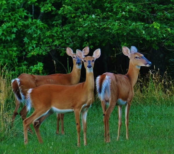 White Tailed Deer - Patuxent