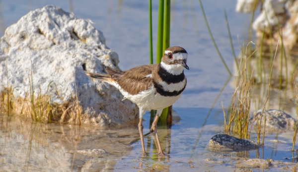 a small shore bird standing in the water, near a large rock, with cattail behind it. 