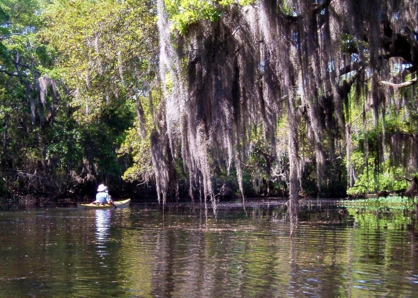 Kayaker paddles past Spanish moss draped tree in bayou