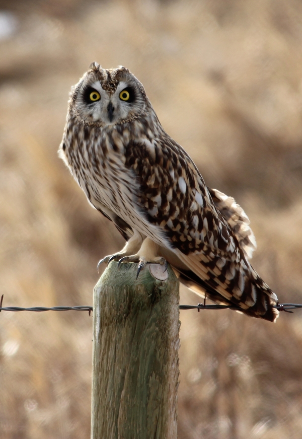 A short-eared owl standing on a wooden fencepost