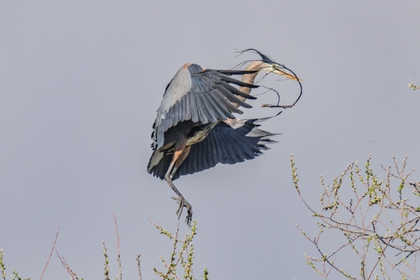 Great Blue Heron launching with nesting material in its bill