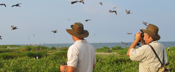Two men watching shore birds with long pointed bills and wings flying in front of them