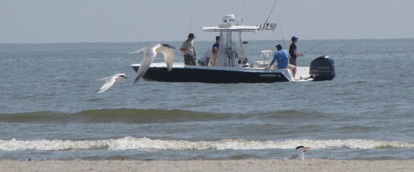 Four anglers in boat just offshore a sandy beach with terns flying in foreground