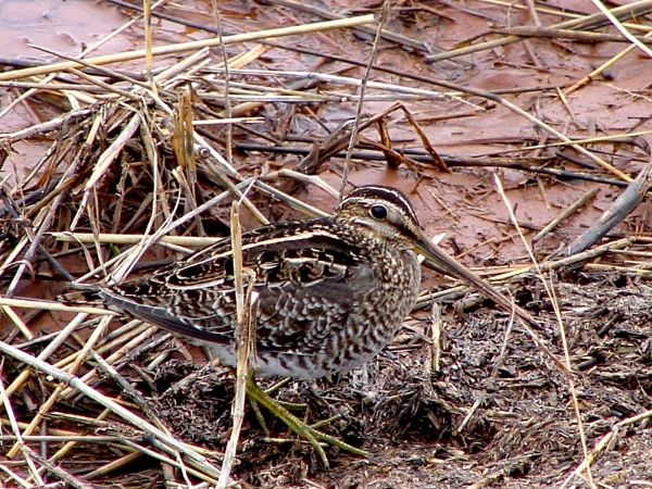Common Snipe pictured on mudflat