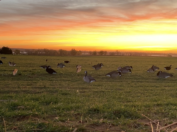 Goose decoys in field as sun rises.