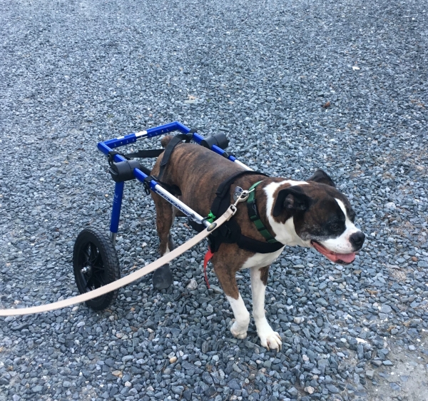 A dog in a wheelchair walking on gravel