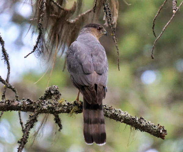 Goshawk sitting on a branch looking over its shoulder