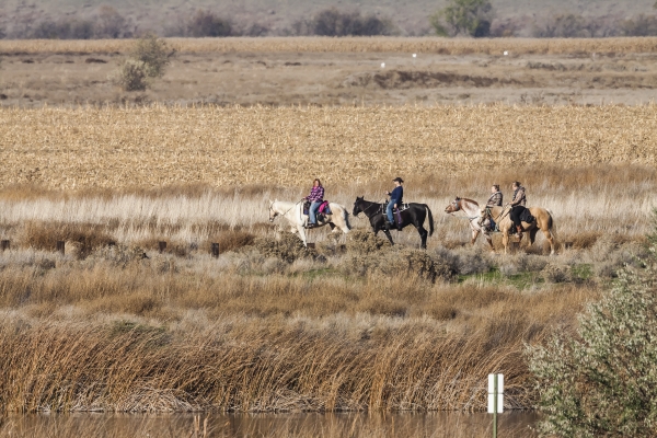 group of horseback riders long edge of wetland