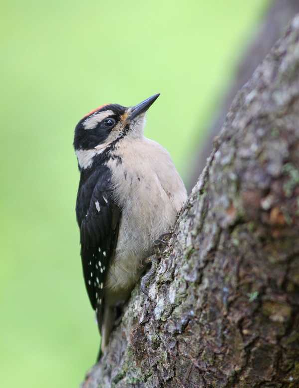 A Hairy Woodpecker sits on a Sitka Spruce tree
