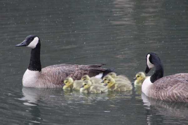 Seven fluffy yellow goslings swim alongside their Canada geese parents through a light snow storm.