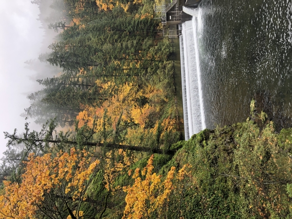 fall on the Little White Salmon river
