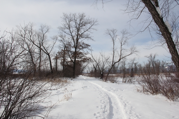 Cross-country ski and snowshoe trail at Trempealeau National Wildlife Refuge
