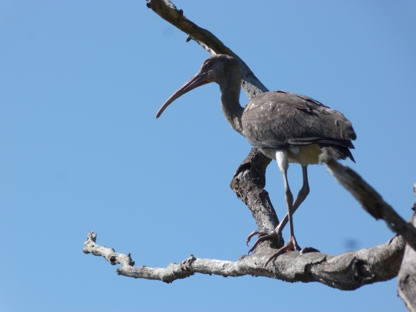 Wading bird standing on a bare branch