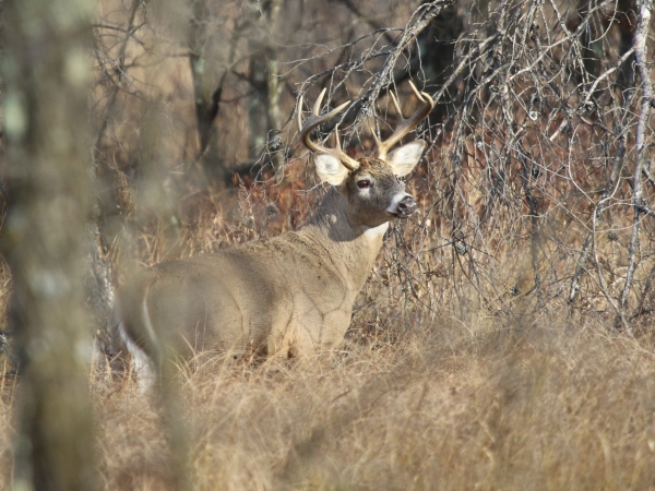 8 point white-tailed buck in rut