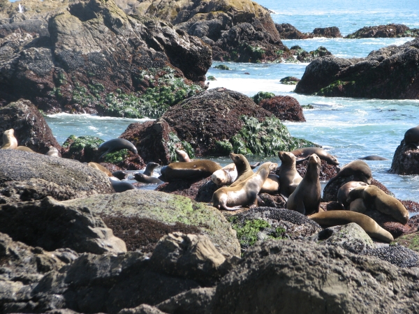 Seals Hauled Out on a Rugged Shoreline