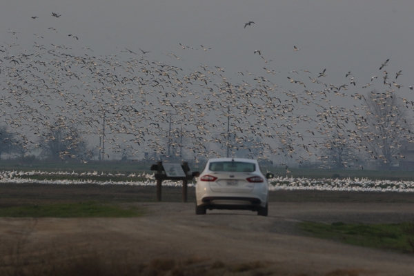 Vehicle on gravel road with large flock of geese in background.