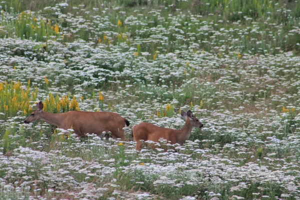Two black-tailed deer graze in a coastal prairie filled with wildflowers