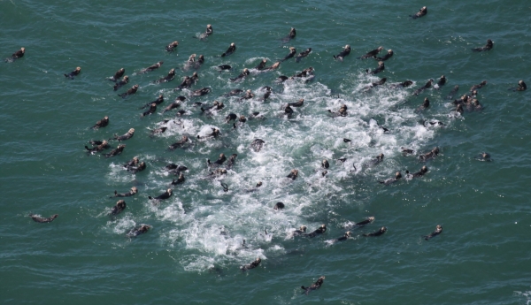 Sea Otters Swimming off North Rock Island