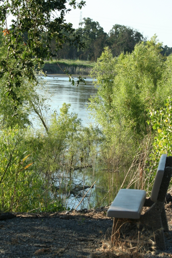 View looking through trees at the river; a bench in the foreground.