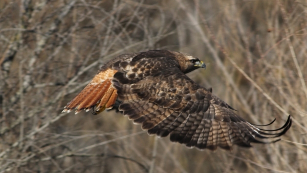 Raptor, brown with a red tail, in flight with brown winter landscape in the background.