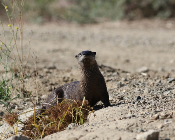 A river otter on the side of the trail, looking straight at the photographer.
