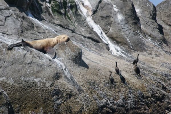 A Seal Watching Seabirds While Resting on a Rocky Shore