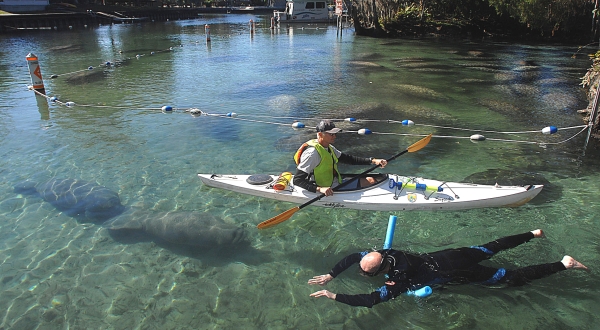 Refuge volunteer on manatee watch outside of Three Sisters Springs and snorkeler floating at surface of water with manatees resting around