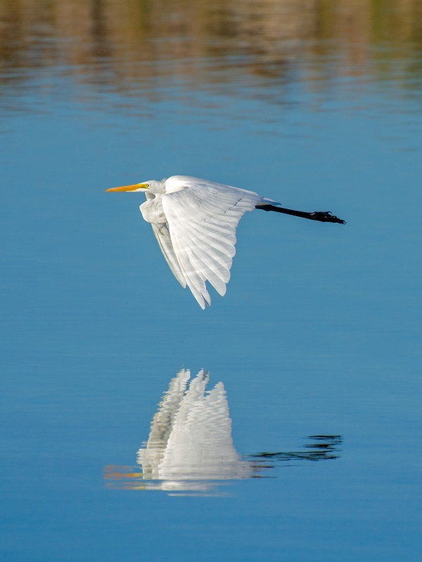 A large bird flying over water and its reflection below in the water