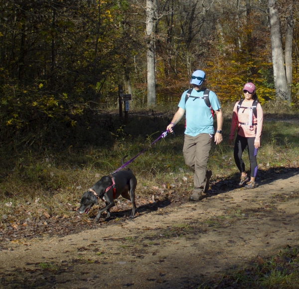 A dog being walked by two hikers on a wide dirt trail. Background has young pine trees and larger oak trees.