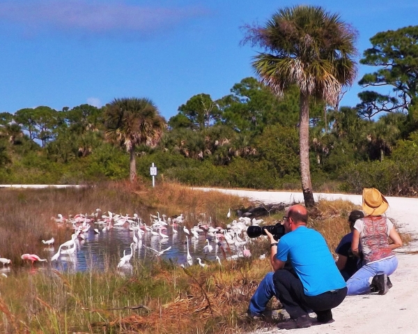 Refuge visitors photograph a congregation wading birds at Merritt island National Wildlife Refuge