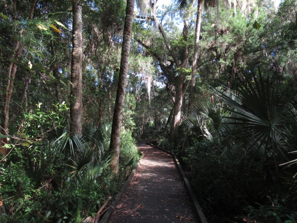 View along a boardwalk on the Oak Hammock Trail at Merritt Island National Wildlife Refuge. Trail is surrounded by palms, large oaks and verdant understory plants