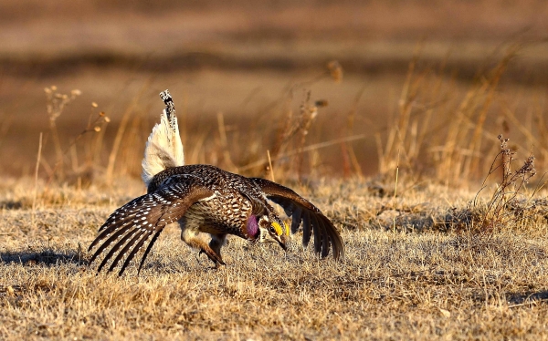 Dancing sharp-tailed grouse
