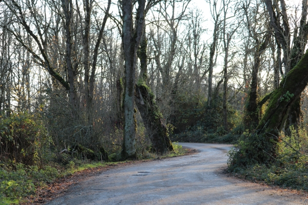 Auto tour route drive with curving road among trees