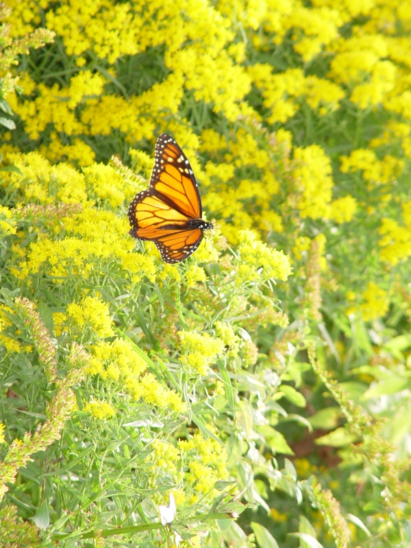 Monarch and goldenrods