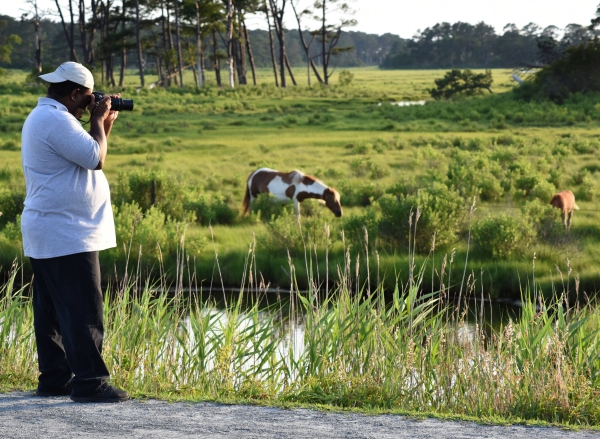 A visitor takes photos of ponies in the saltmarsh