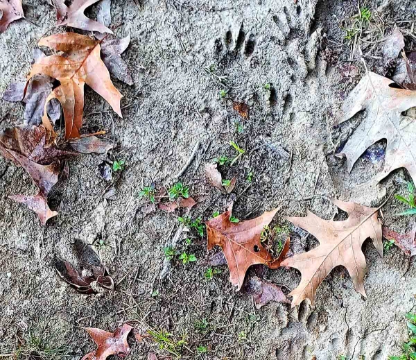 Deer and raccoon tracks in mud with autumn leaves
