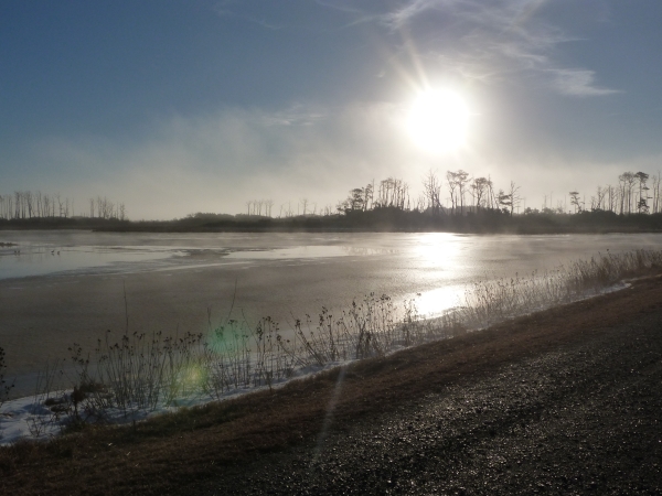 Low sun and fog over a wetland