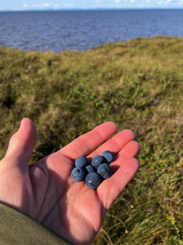 a person's outstretched hand with several wild blueberries cupped in the palm