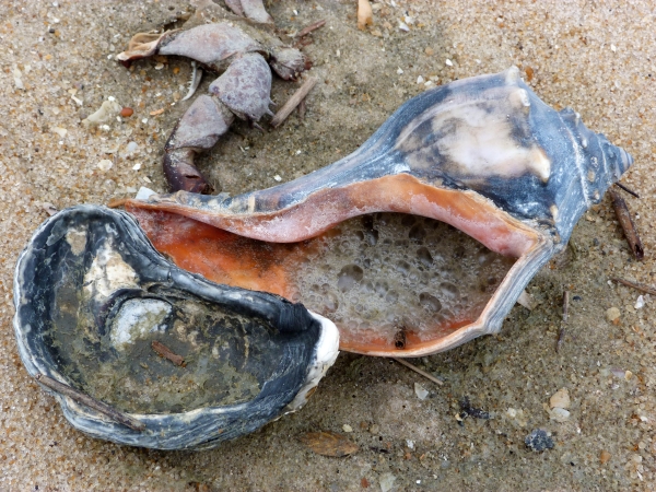 An oyster shell, whelk shell and crab leg laying on the beach