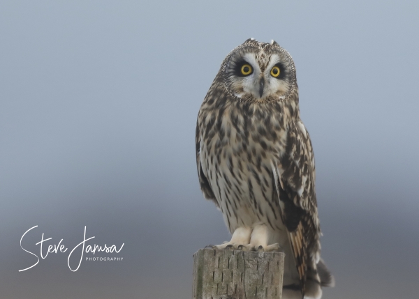Short earred owl perched on a post.