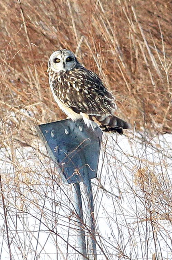 Short Eared Owl in meadow at Sachuest Point NWR