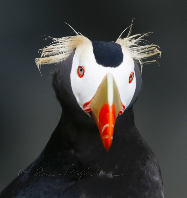 Close up of a tufted puffin