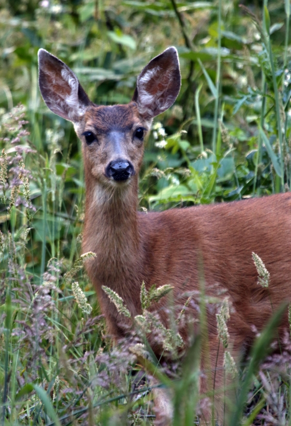 A black-tailed deer doe looks at the camera