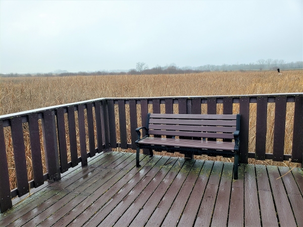 Morning dew covered bench at the Litchfield WMD boardwalk overlook with a wetland behind it. 