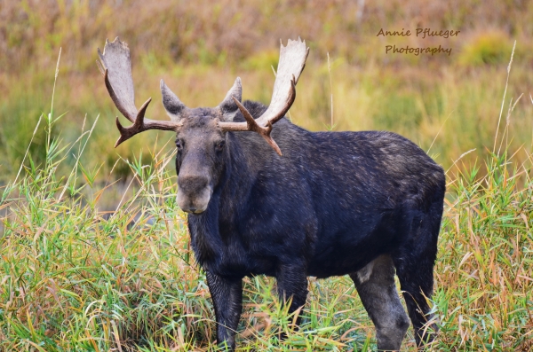 Bull moose standing in tall grass.