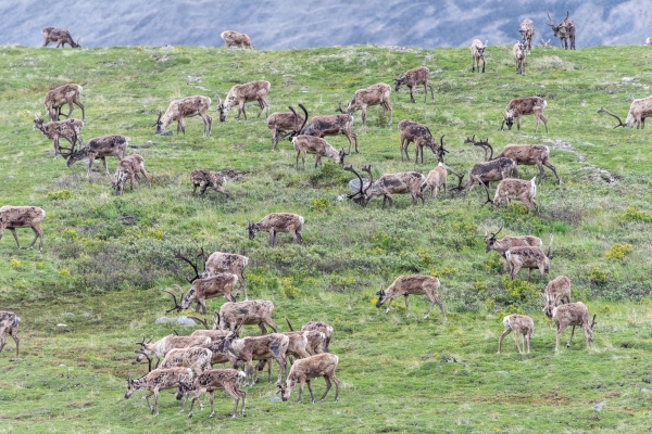 Many caribou graze on a green hillside