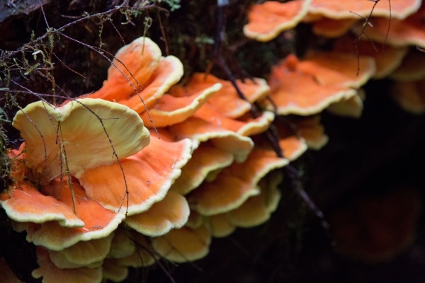 A close up view of Chicken of the Woods mushrooms