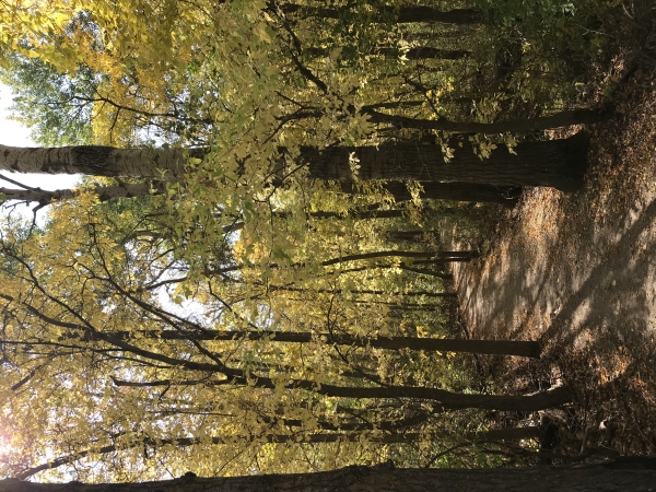 a section of the Headquarters Hiking Trail winding through an aspen woodland with leaves in various shades of yellow